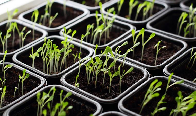 Earth day seeds